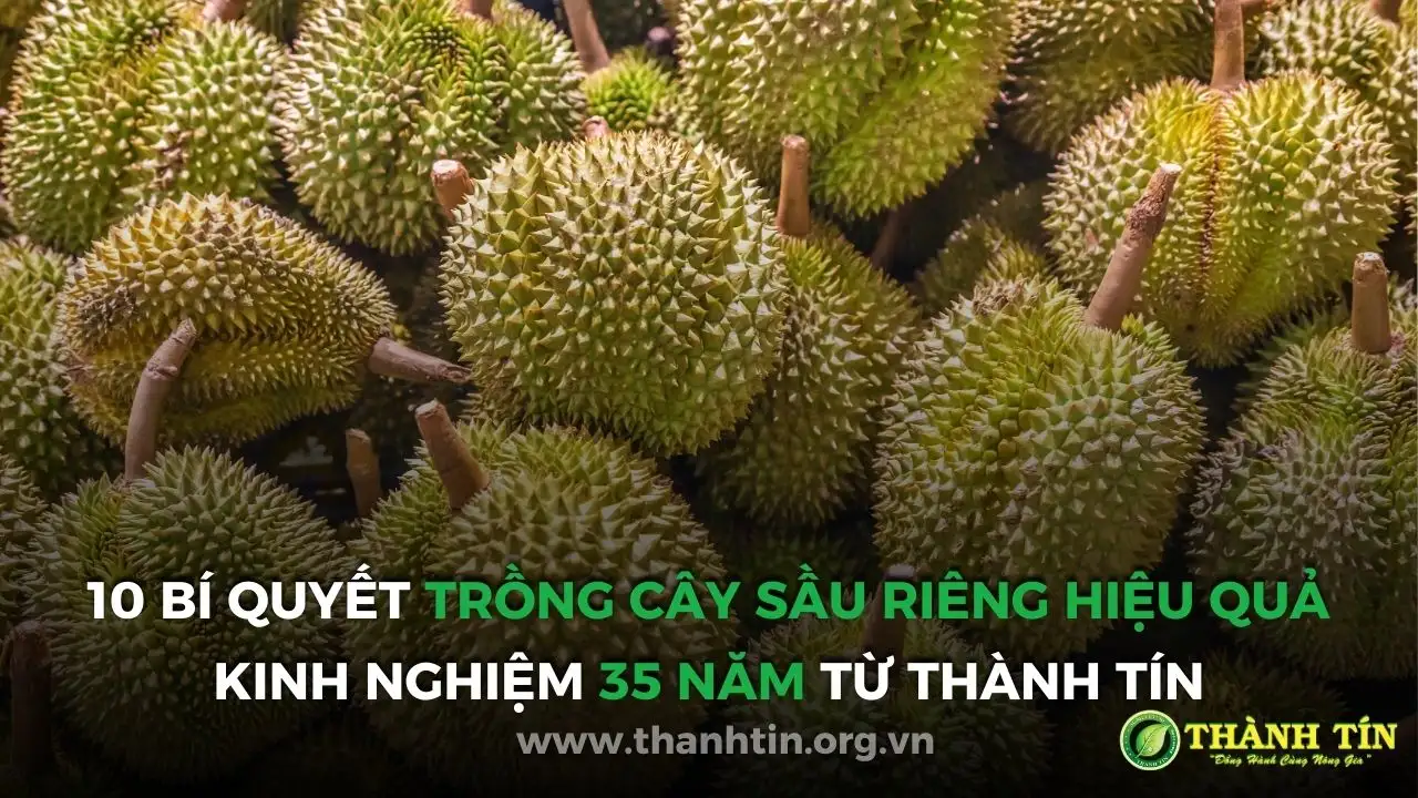 10 Bí Quyết Trồng Cây Sầu Riêng Hiệu Quả &#8211; Kinh Nghiệm 35 Năm Từ Thành Tín