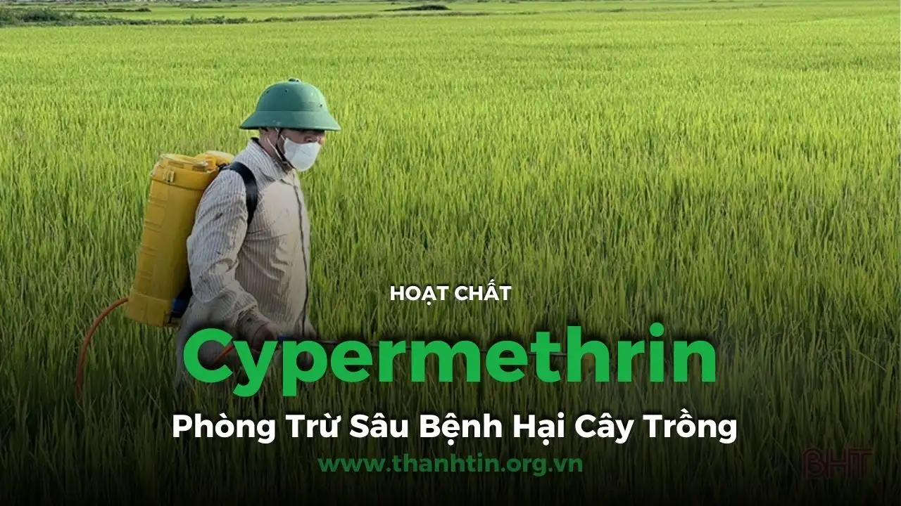 Cypermethrin: Hoạt Chất Tiên Tiến Trong Phòng Trừ Sâu Bệnh Hại Cây Trồng