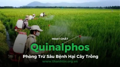 Cypermethrin: Hoạt Chất Tiên Tiến Trong Phòng Trừ Sâu Bệnh Hại Cây Trồng
